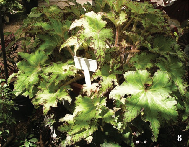 B. ‘Emalyl Israel’